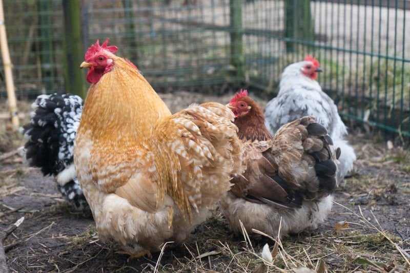 cochin kriel broedeieren, Geslacht onbekend, Kip
