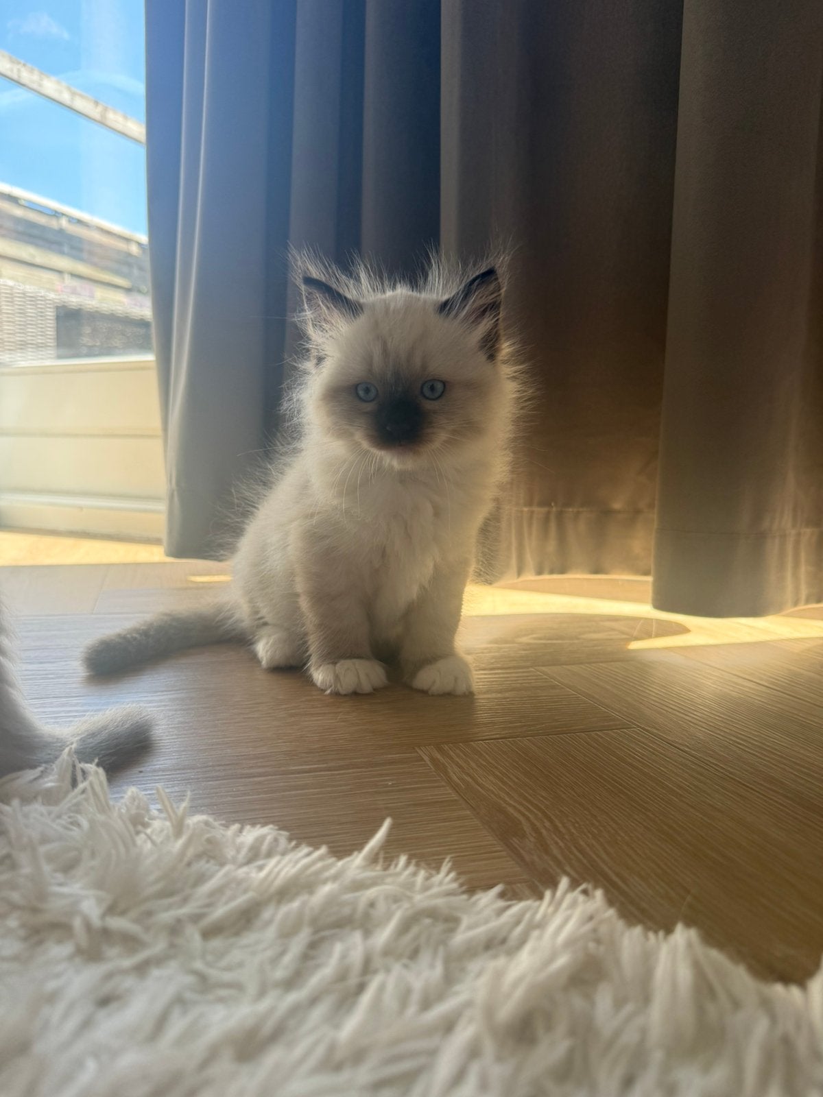 Ragdoll x Siberische kittens langhaar, Meerdere dieren, Gechipt