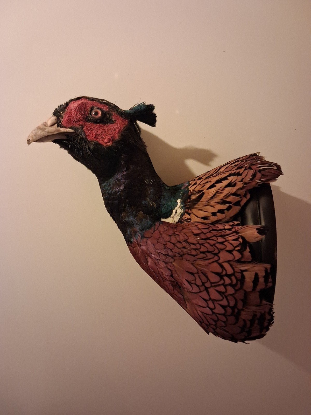 Opgezette Fazant - Prachtige Wanddecoratie, Verzamelen, Ophalen of Verzenden, Gebruikt, Vogel, Opgezet dier