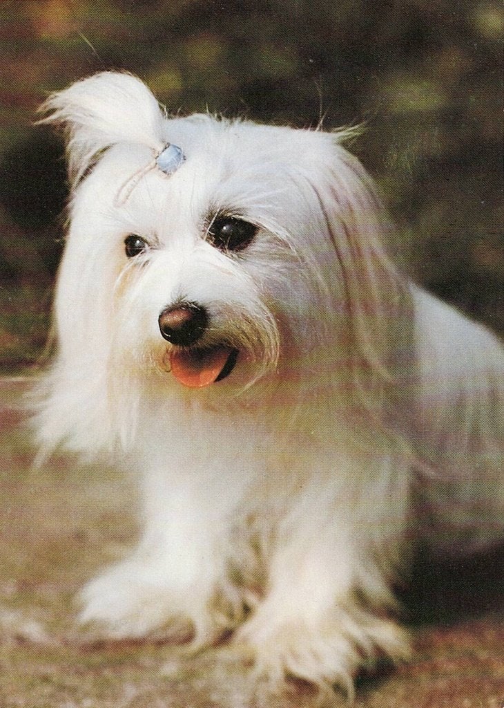 Malteser 572, Verzamelen, Ophalen of Verzenden, 1980 tot heden, Ongelopen, Hond of Kat