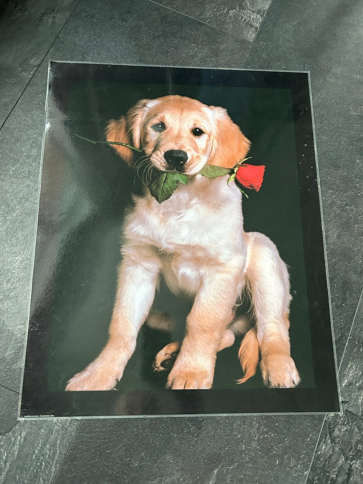 Gelamineerde poster: Golden Retriever puppy met roos 40x50cm, Ophalen, Minder dan 50 cm, Zo goed als nieuw, Foto of Poster