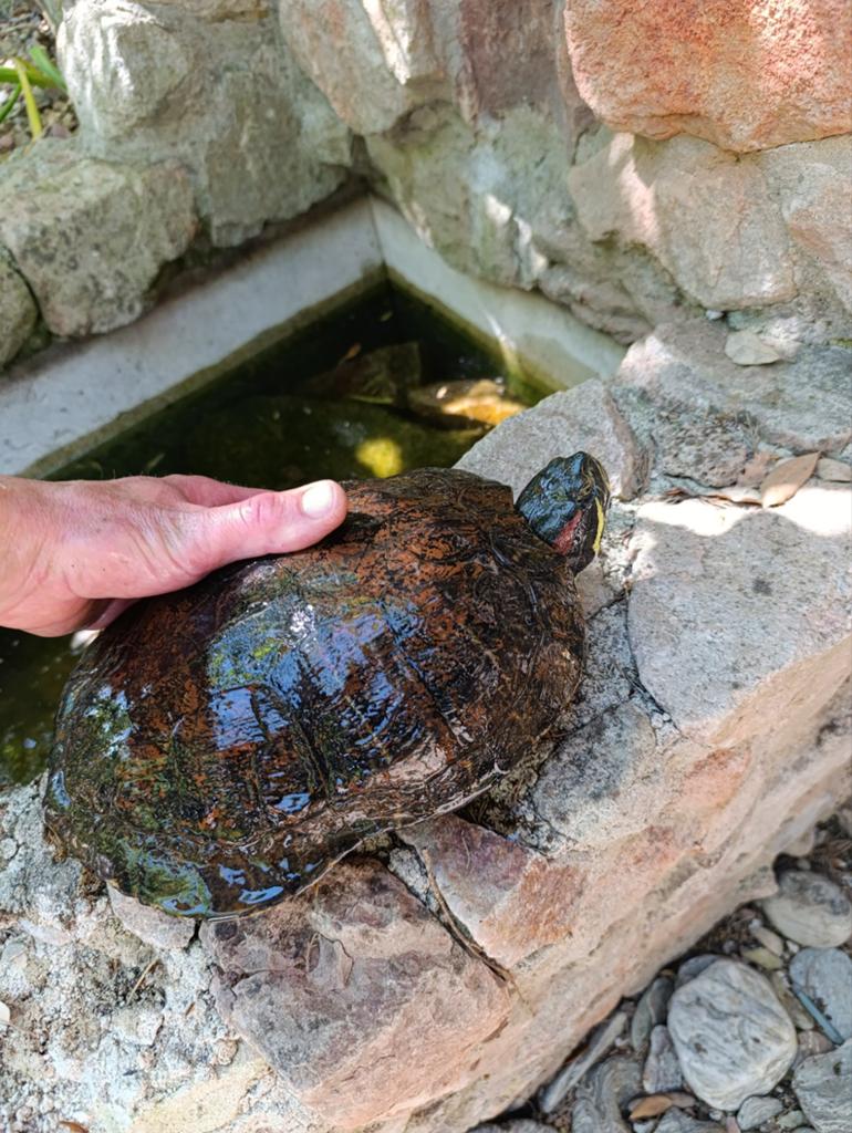 Roodwang schildpad, Schildpad