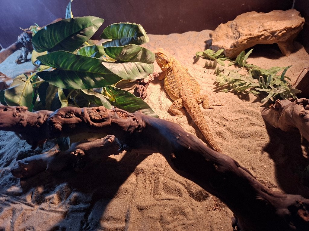 Baardagaam Bearded Dragon photo 2