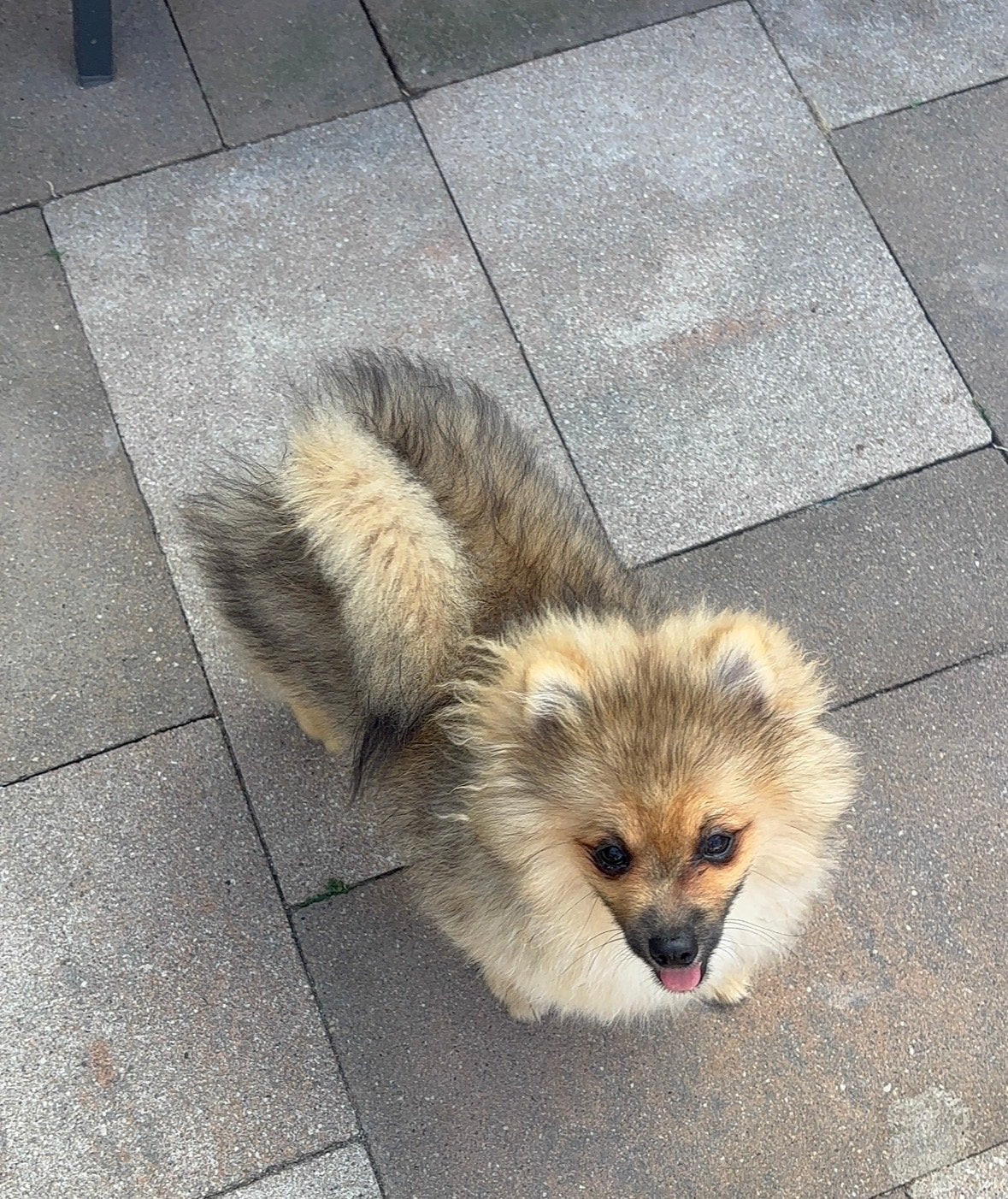 Lieve Pomeriaan reu zoekt een fijn en liefdevol thuis, Dieren en Toebehoren, 15 weken tot 1 jaar, Eén hond, CDV (hondenziekte)