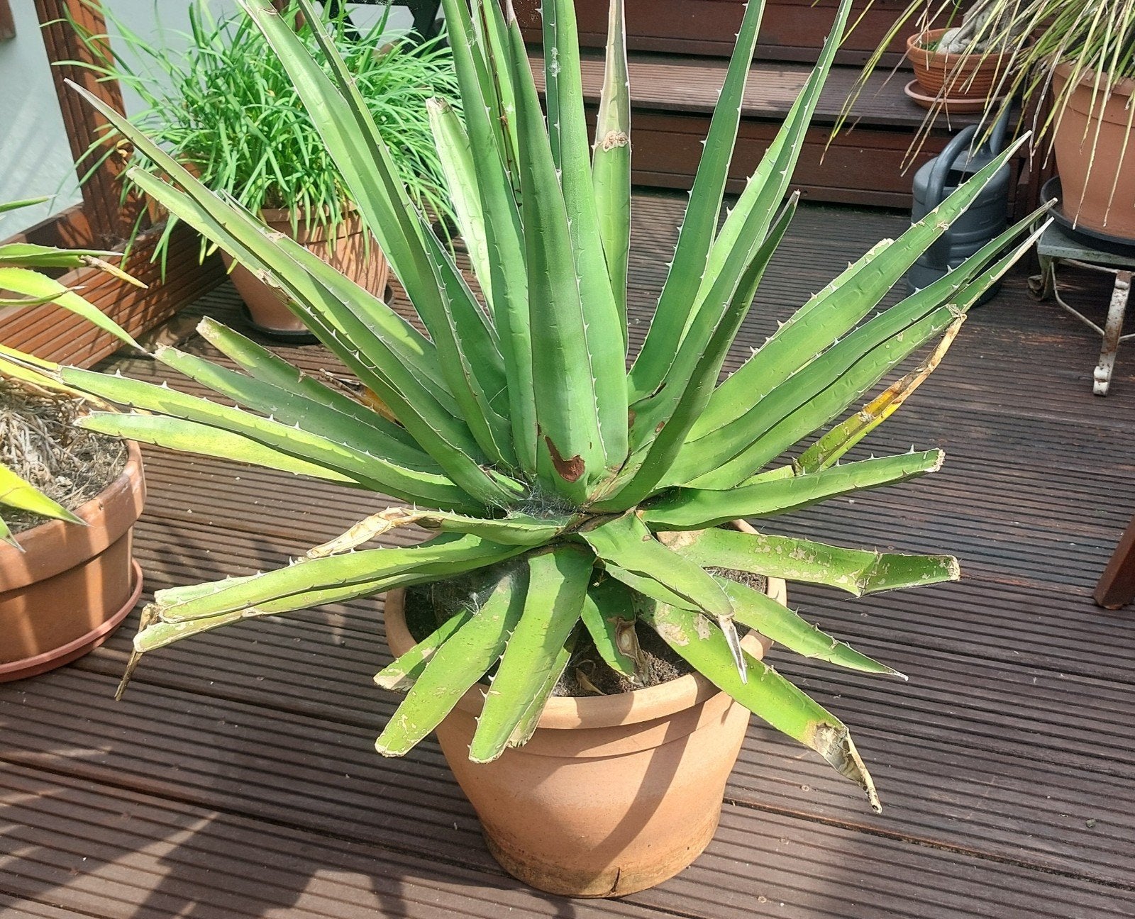 Prachtige unieke Yucca, Ophalen, Overige soorten, Volle zon