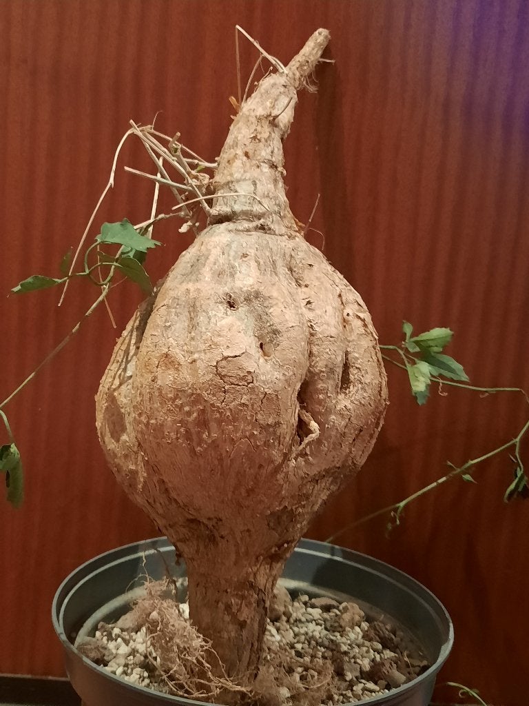 Momordica rostrata XXL, caudex, plant, caudiciform, rare, Verzenden, Halfschaduw, Minder dan 100 cm