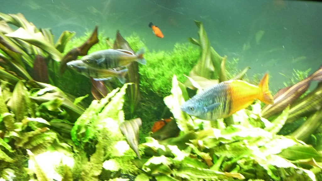 4 Regenboogvissen, Dieren en Toebehoren, Vis, Zoetwatervis