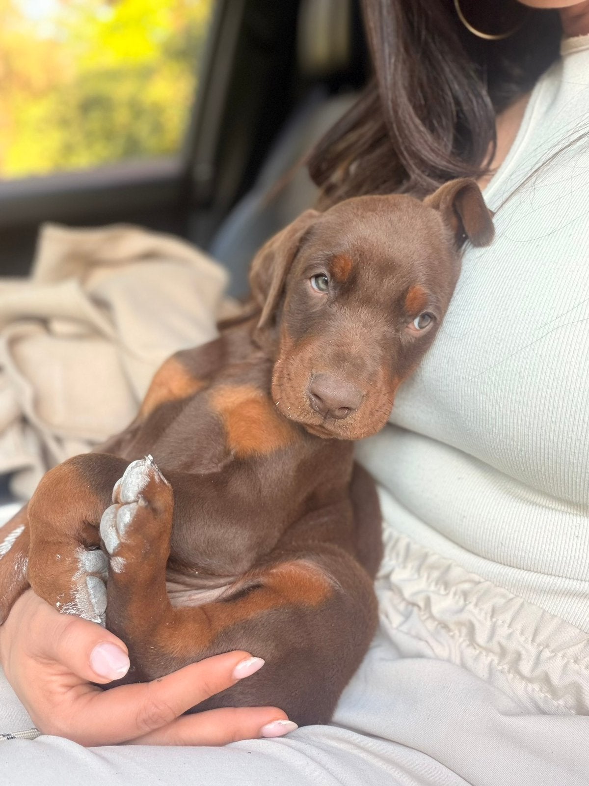 bruine Dobermann reu, Dieren en Toebehoren, CDV (hondenziekte), België, Particulier, 15 weken tot 1 jaar