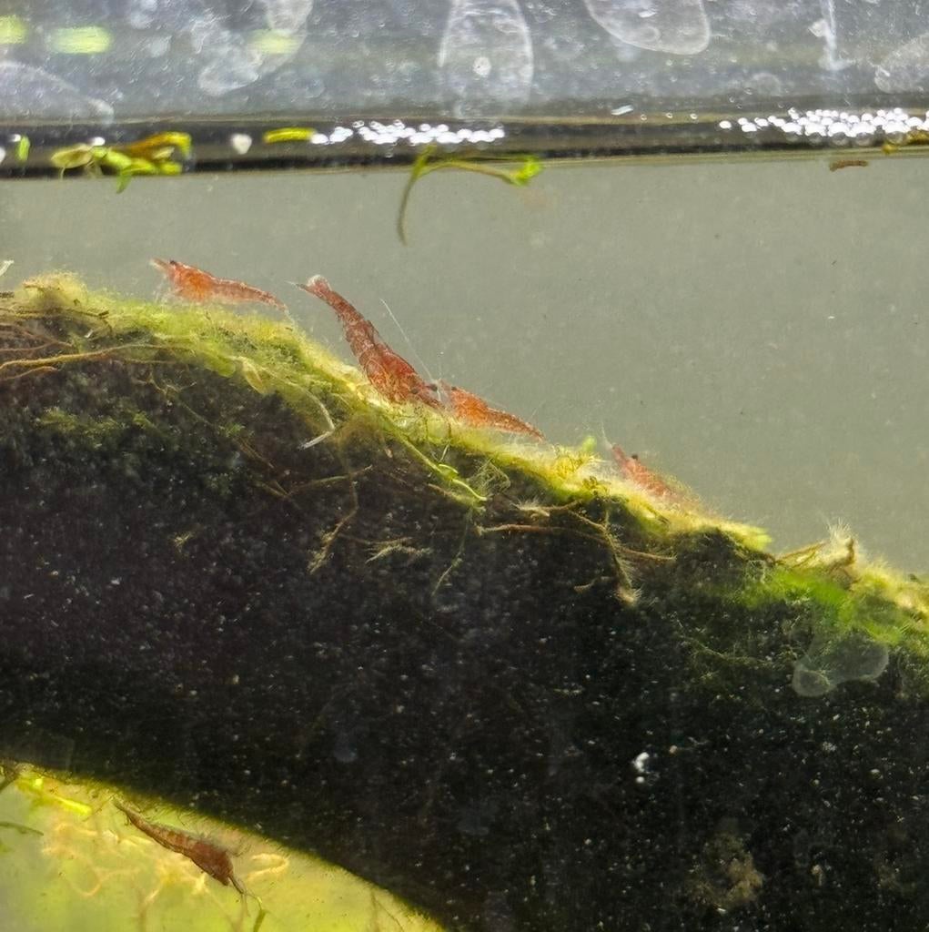 Uitgeselecteerde rode Neocaridina garnalen - garnaal, Kreeft, Krab of Garnaal, Zoetwatervis