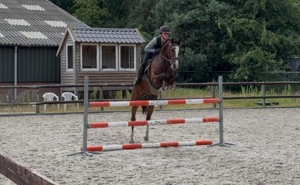 Super lieve talentvolle springpony, Dieren en Toebehoren, Pony's, Gechipt, Ruin, Springpony, 3 tot 6 jaar