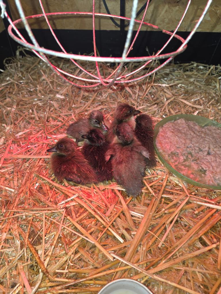 Loopeenden kuikens, Dieren en Toebehoren, Pluimvee, Meerdere dieren, Eend