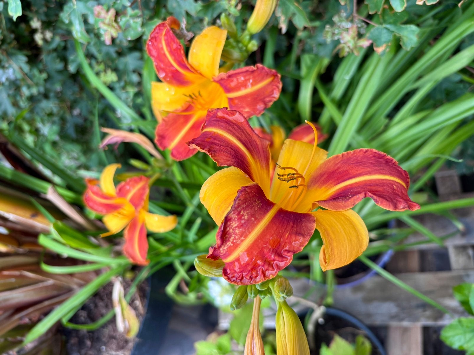 Daglelie vaste plant - 2 Prachtige bloeier v tuin €5,- p.s., Overige soorten, Volle zon, Vaste plant, Ophalen of Verzenden