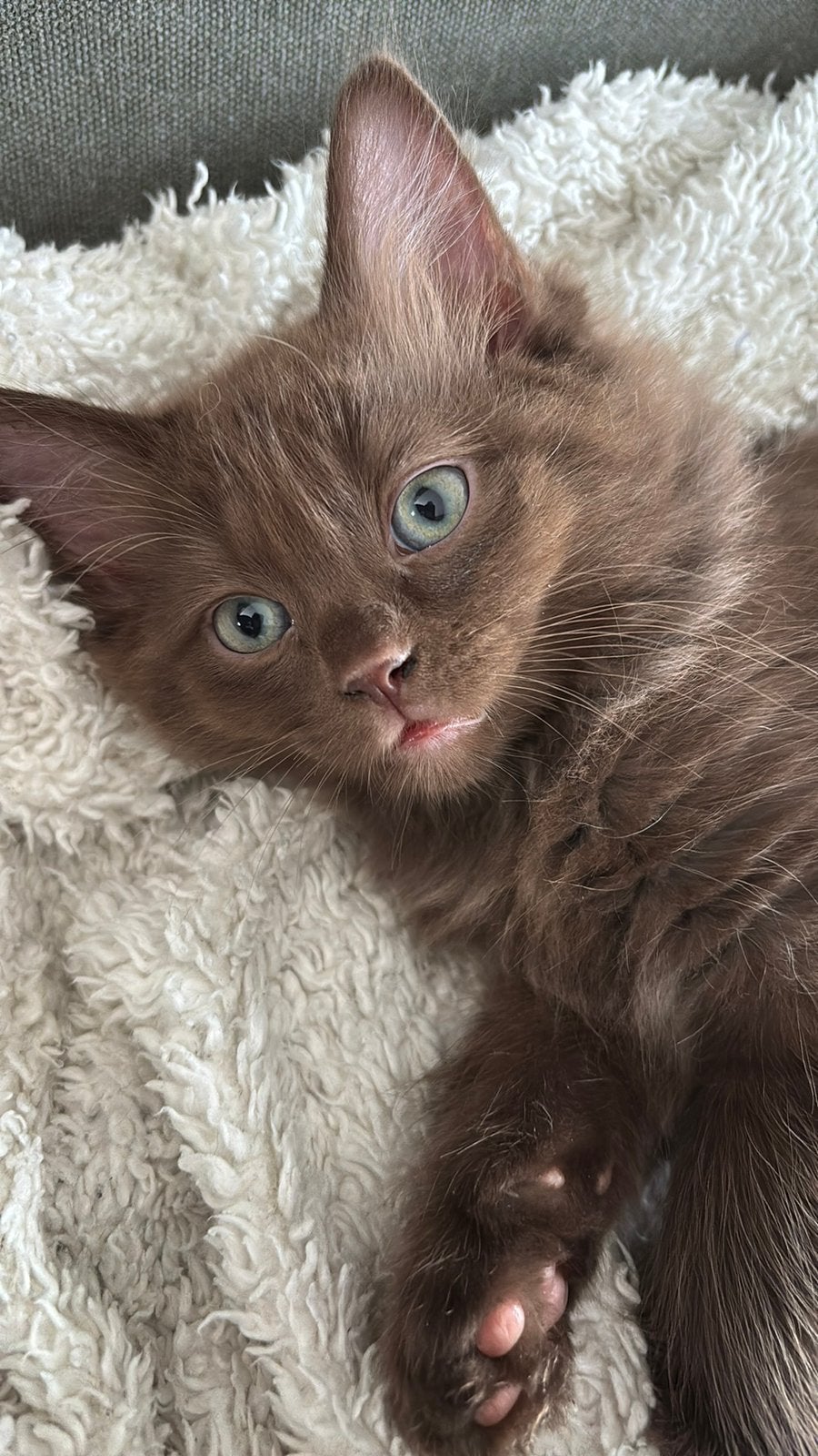 Ragdoll chocolate katertje, Dieren en Toebehoren, Katten en Kittens | Raskatten | Langhaar, Kater, Ontwormd