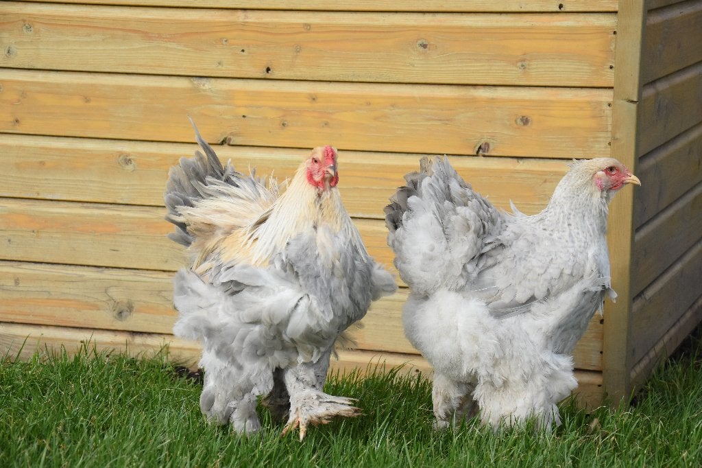 Brahma groot | Tamme grote kippen | Passend advies, Dieren en Toebehoren, Pluimvee, Vrouwelijk, Kip