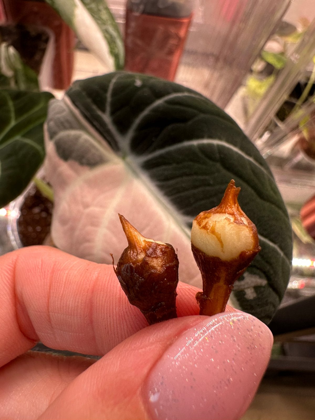 Alocasia black velvet pink knollen corms, Ophalen of Verzenden, Halfschaduw, Minder dan 100 cm