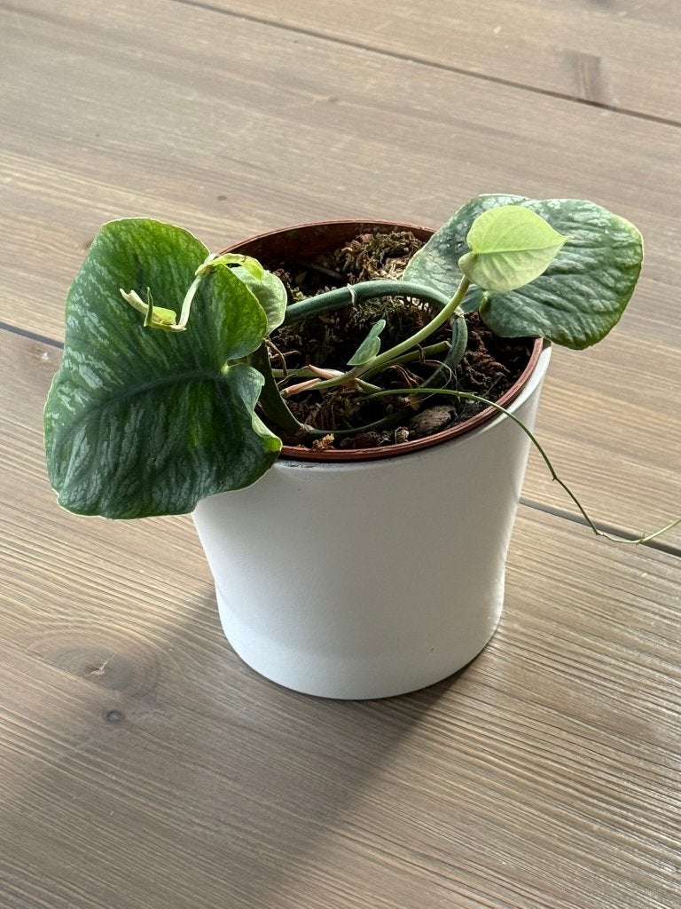 Monstera Dubia, Ophalen of Verzenden, Halfschaduw, Minder dan 100 cm