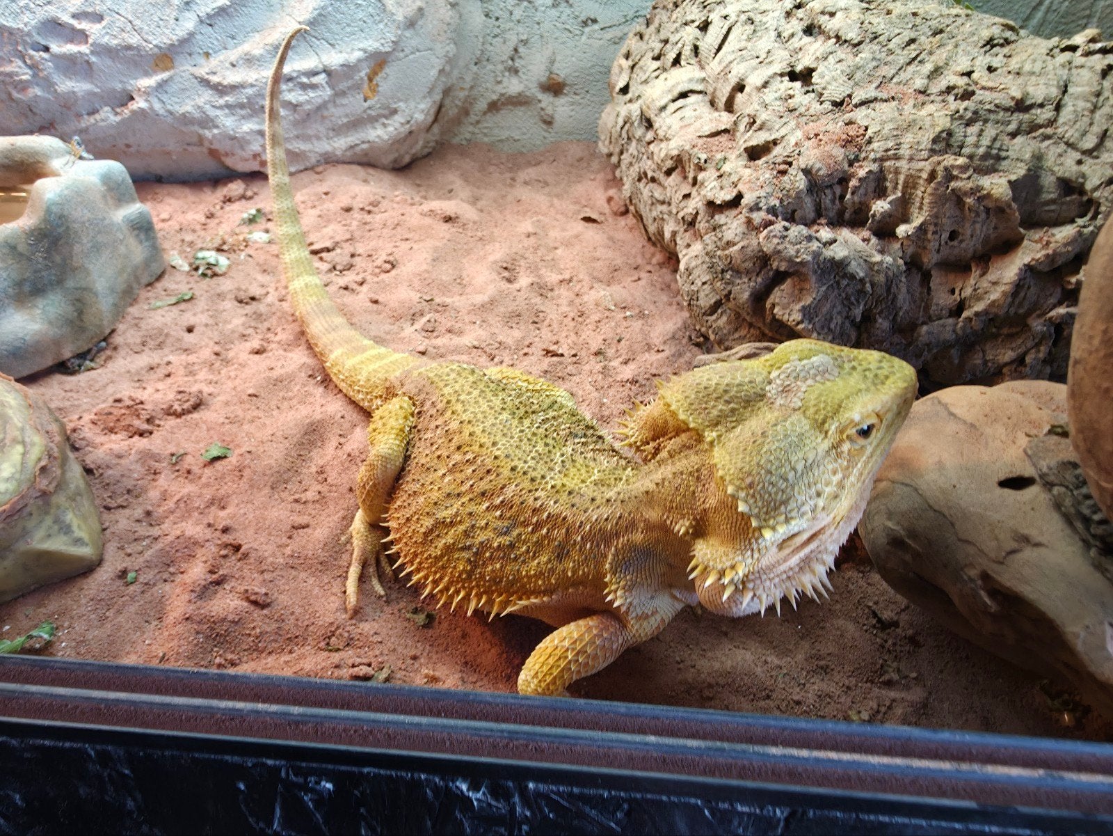 baardagaam te koop 1 jaar oud mannetje Bearded Dragon photo 2