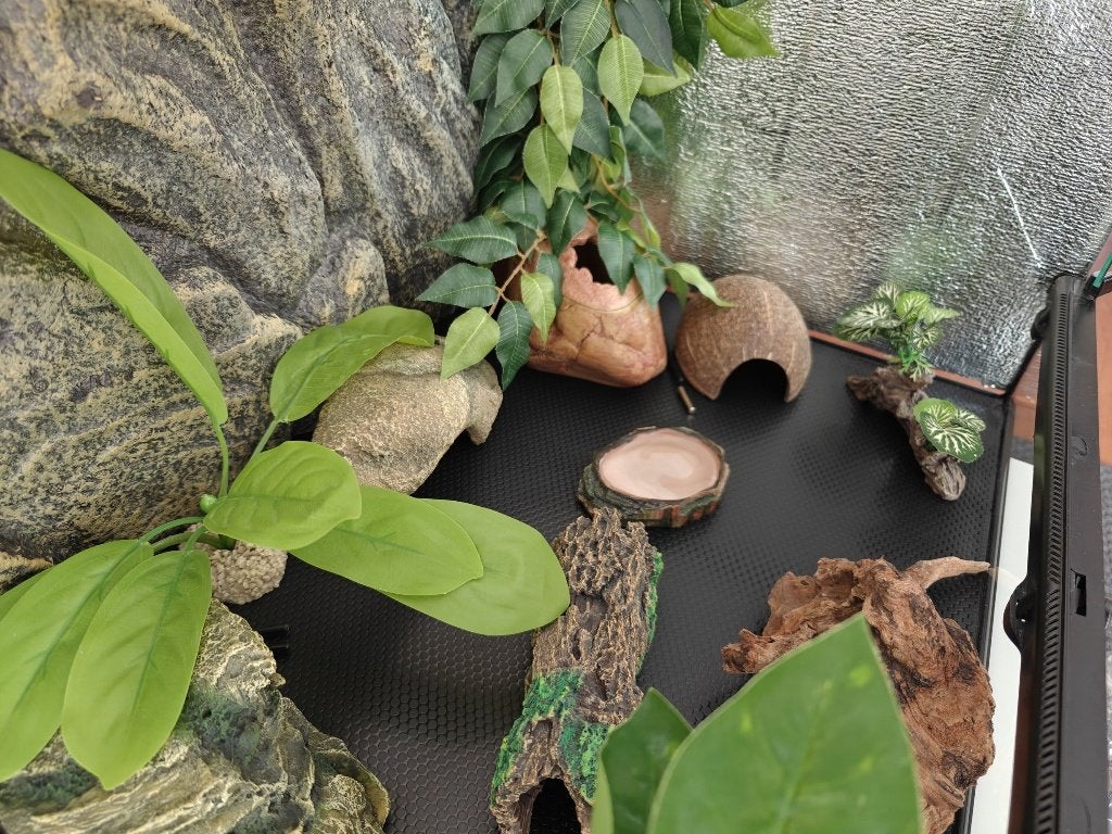 Luipaard gekko inclusief terarrium Leopard Gecko photo 12
