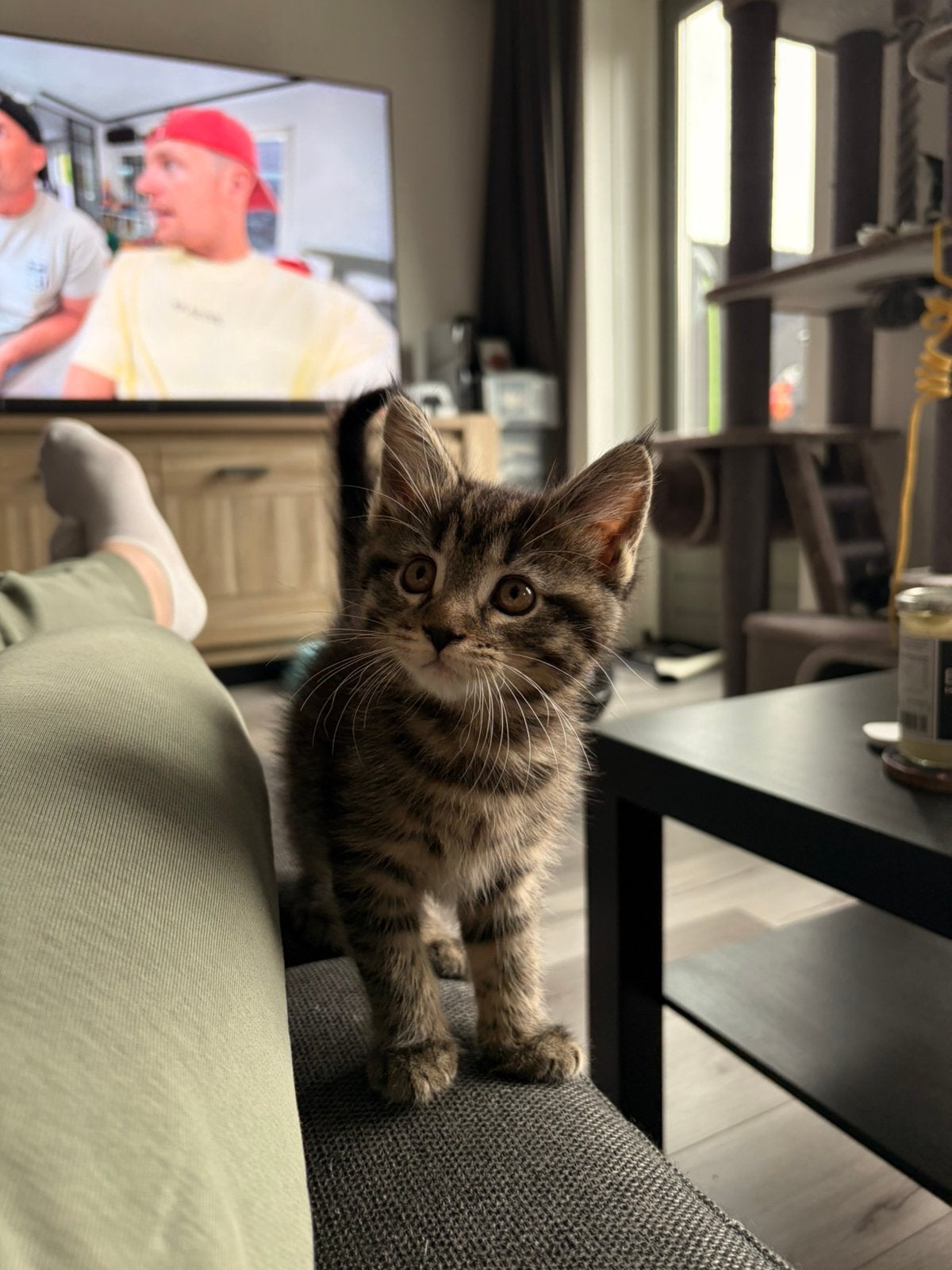 britse korthaar x maine coon kittens, Dieren en Toebehoren, Meerdere dieren