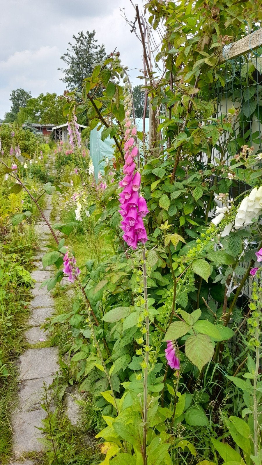 Vingerhoedskruid, Volle zon, Tweejarig, Lente, Ophalen