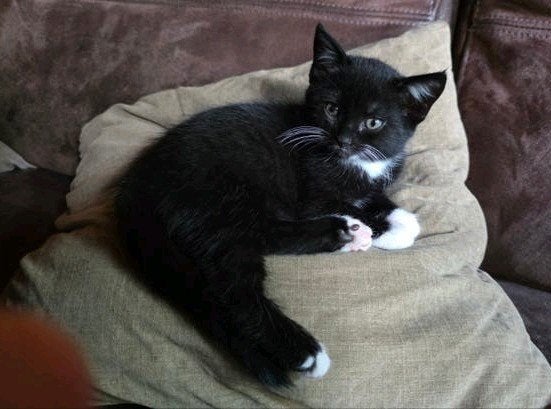 Zeer lieve & mensgerichte Noorse Boskat X kitten zwart wit, Dieren en Toebehoren, Poes, Ontwormd, 0 tot 2 jaar