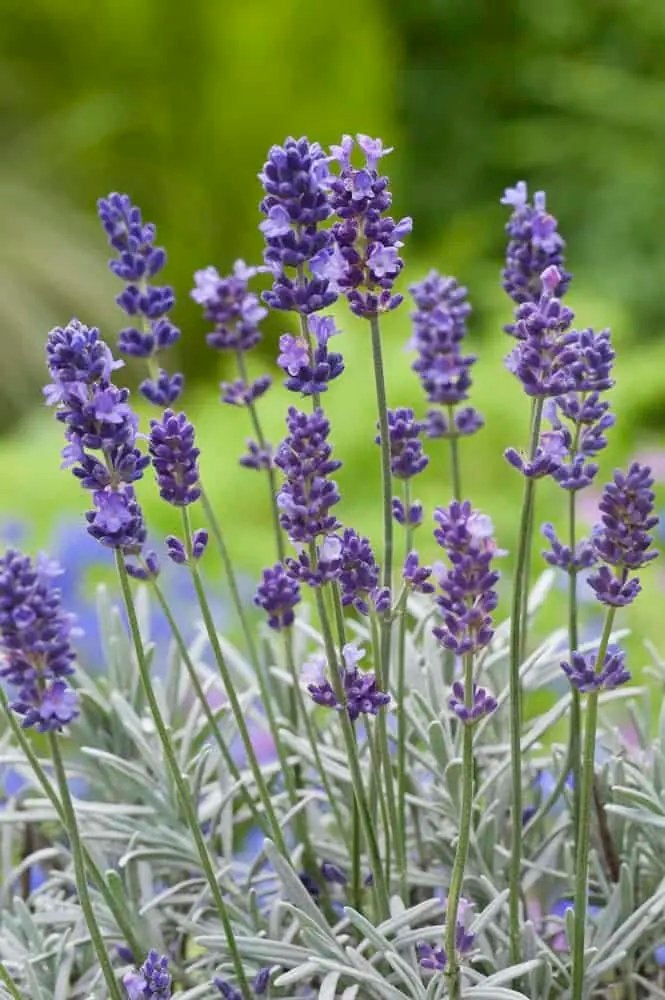 Lavendel vaste plant €1,50, Tuin en Terras, Planten | Tuinplanten, Ophalen, Overige soorten, Volle zon