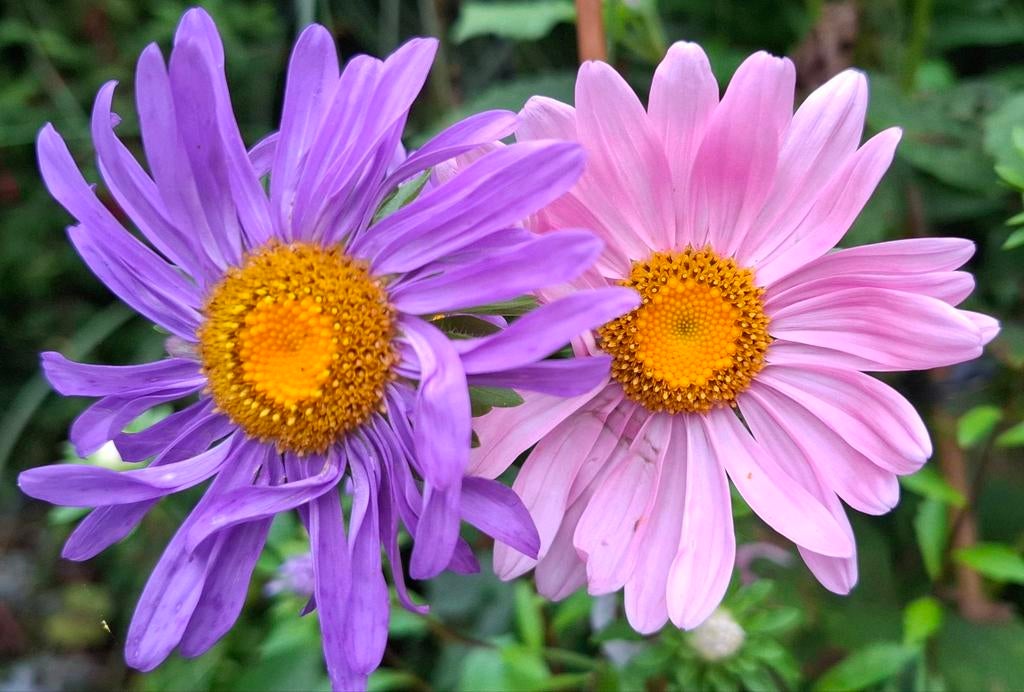 Chinese Aster mix zaden, Callistephus chinensis, Verzenden, Volle zon