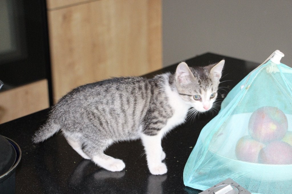 kitten te koop, Dieren en Toebehoren, Katten en Kittens | Overige Katten, Kater, Kortharig, 0 tot 2 jaar