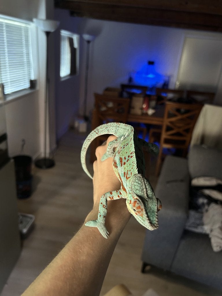 django furcifer pardalis 1.0 Chameleon - male for sale from S