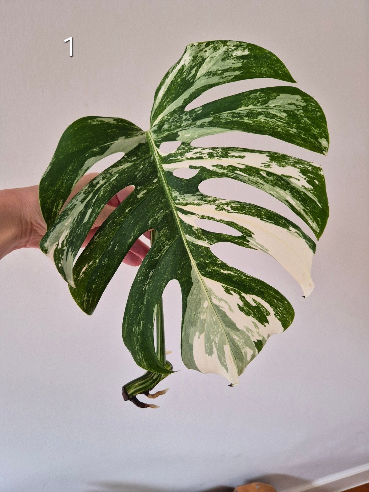 Monstera albo gewortelde stekken, Ophalen, Halfschaduw, Minder dan 100 cm