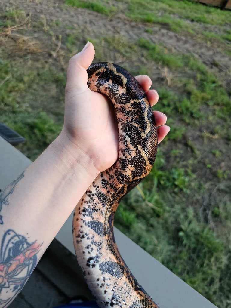 Pinkish fire vrouw boa imperator Boa Constrictor photo 18
