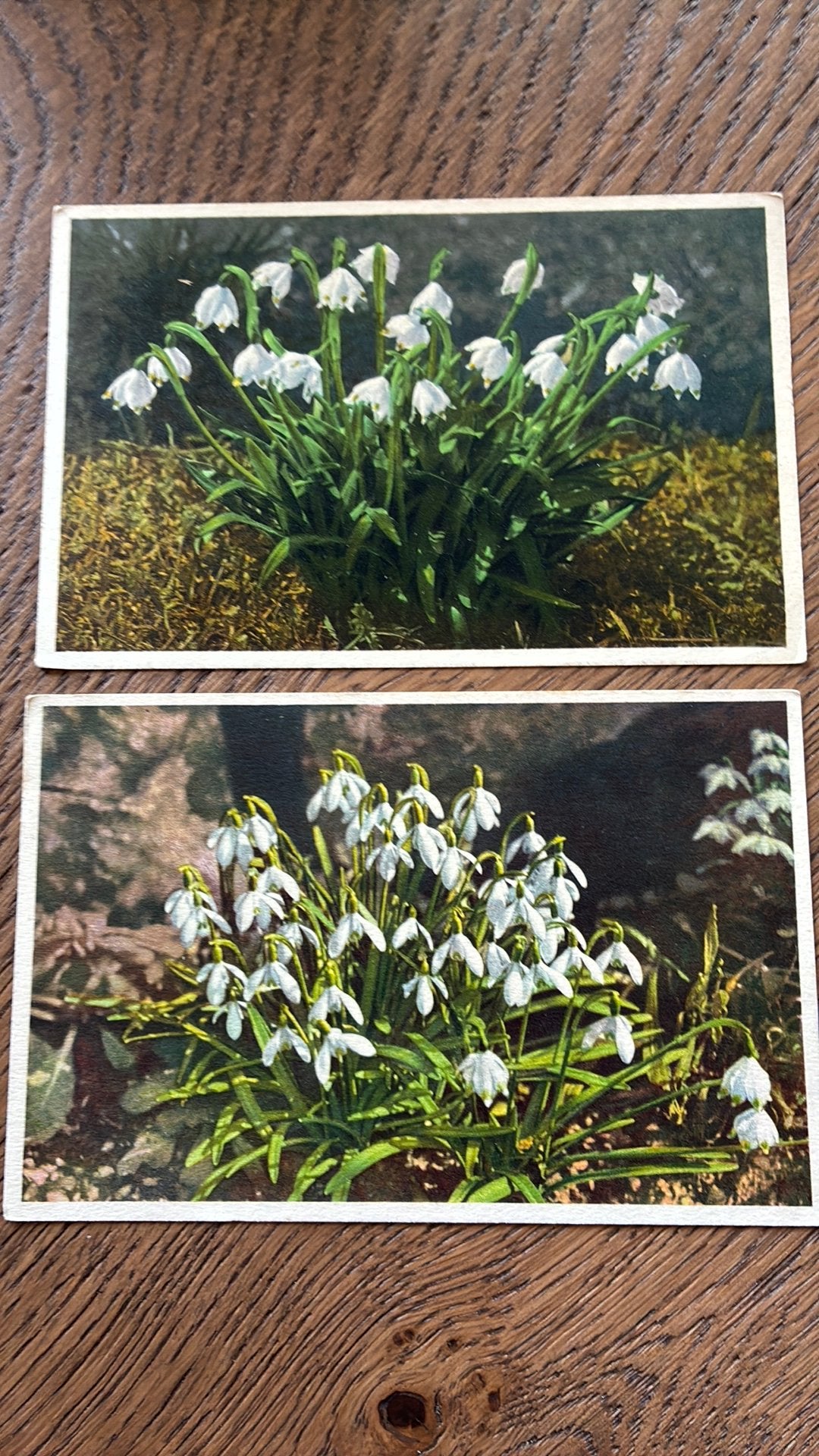 Sneeuwklokjes. 2 kaarten., Verzamelen, Ophalen of Verzenden, 1920 tot 1940