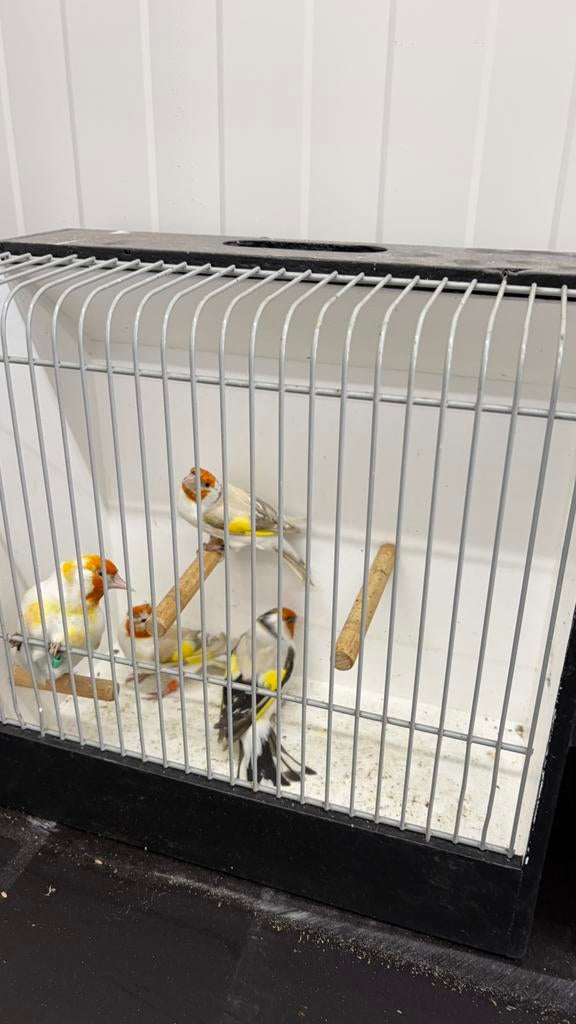 Major putters, Meerdere dieren, Wildzangvogel, Geringd