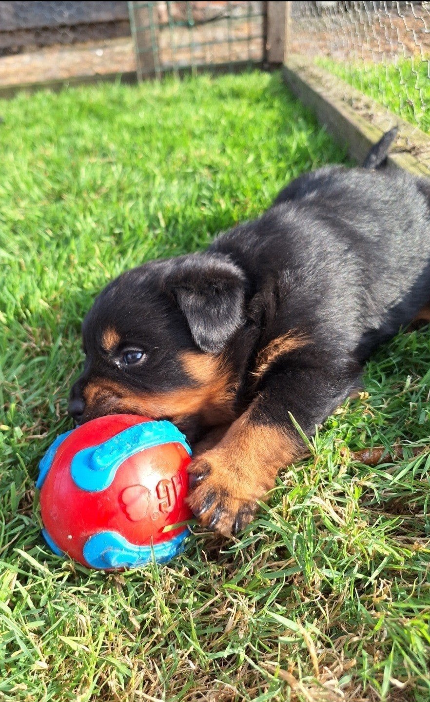 kleine bodyguards - Rottweiler pups, Dieren en Toebehoren, 8 tot 15 weken, Teef, Eén hond, Nederland