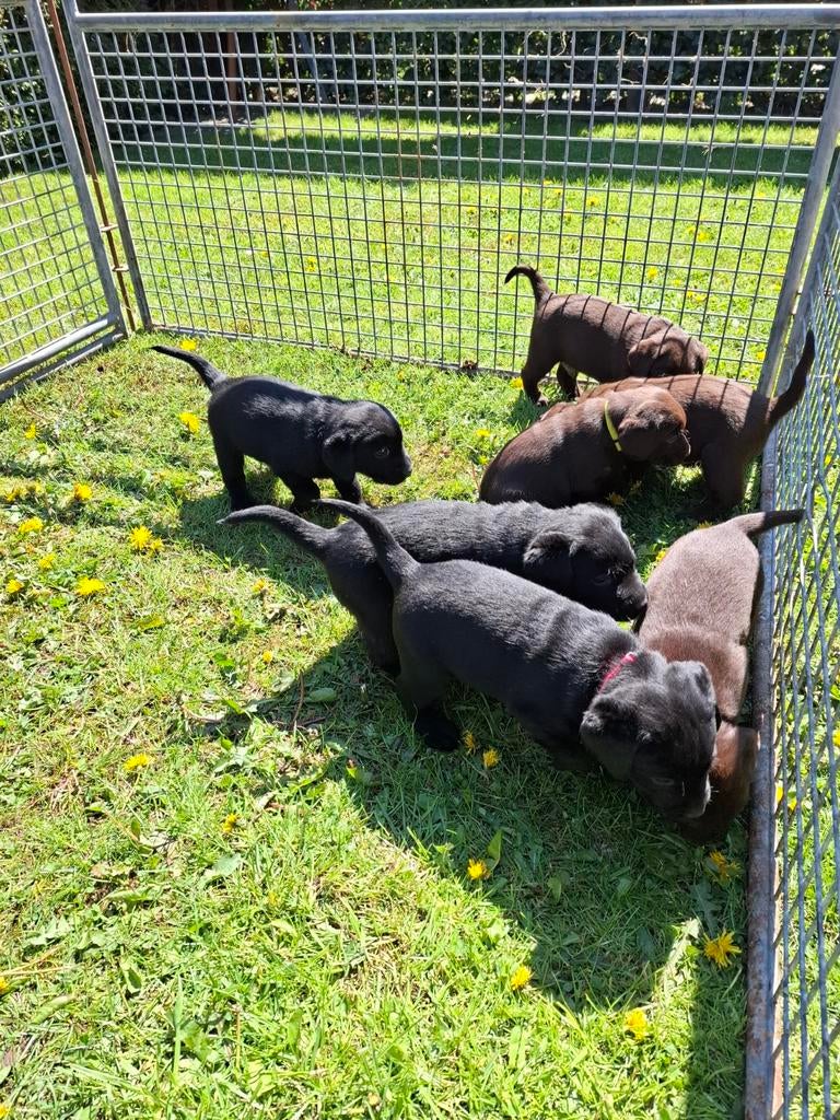 Super lieve, sociale labrador pups., 8 tot 15 weken, Labrador retriever, Parvo, Meerdere