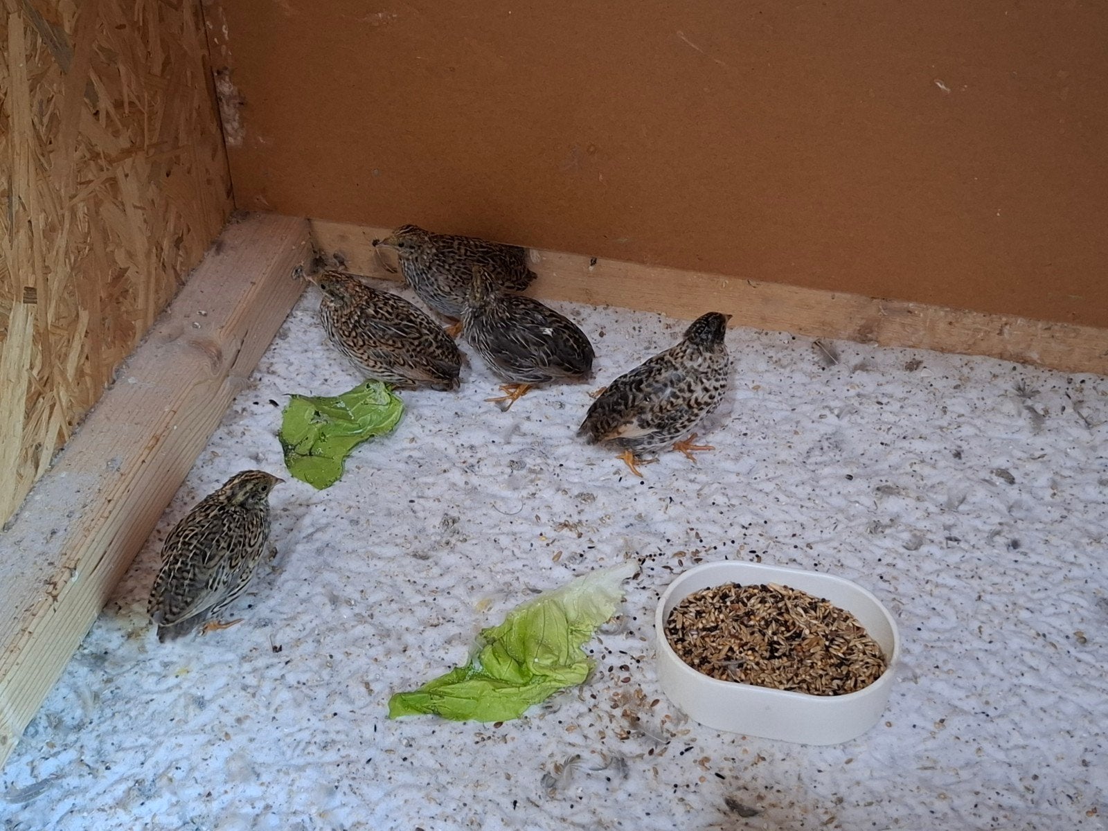 chinese dwergkwartels, Meerdere dieren, Tropenvogel