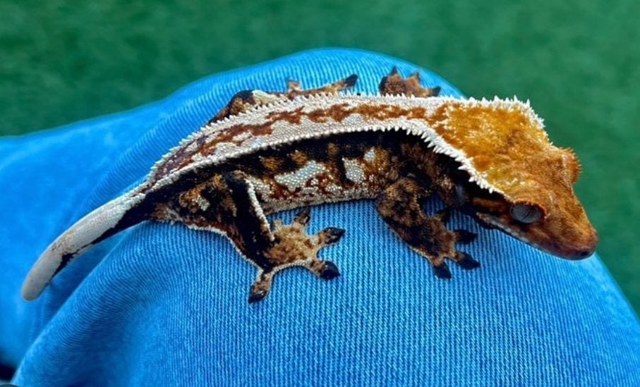 Knappe wimpergekko vrouw 0.1, Overige soorten, Tam, 3 tot 6 jaar