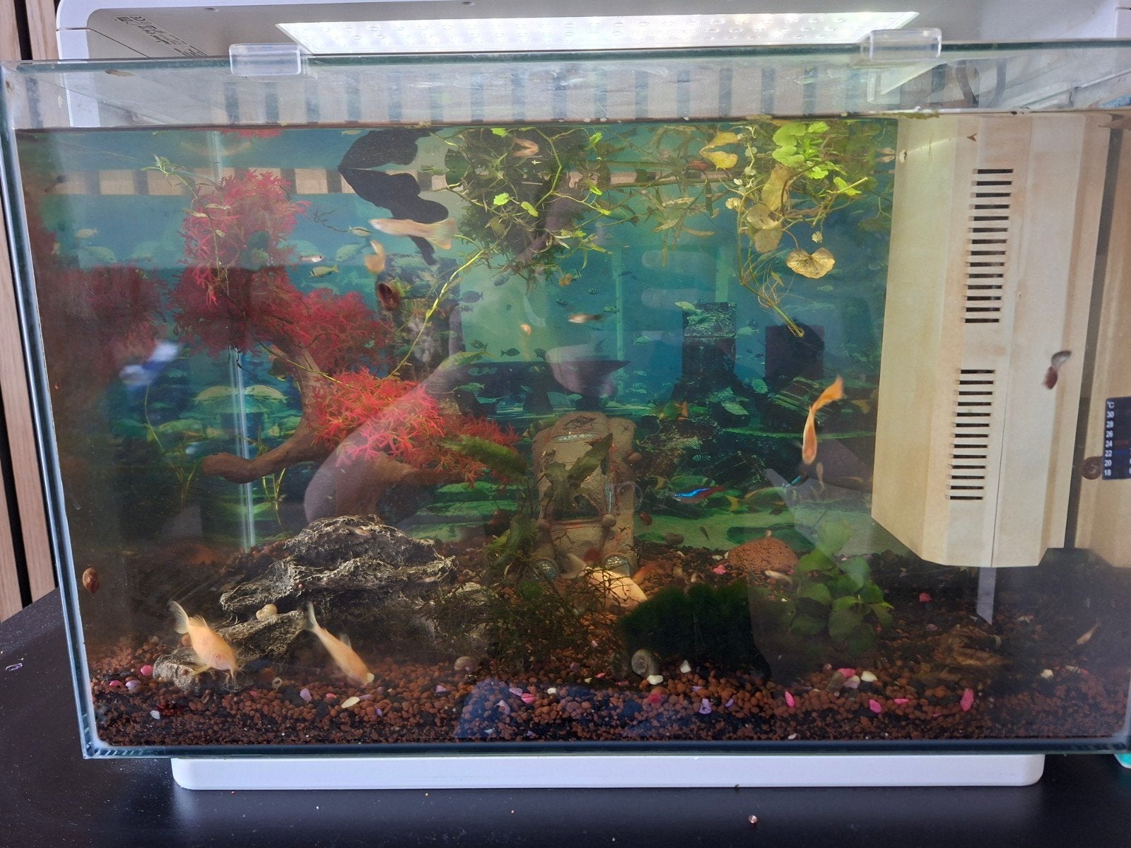 Guppies, Dieren en Toebehoren, Vis