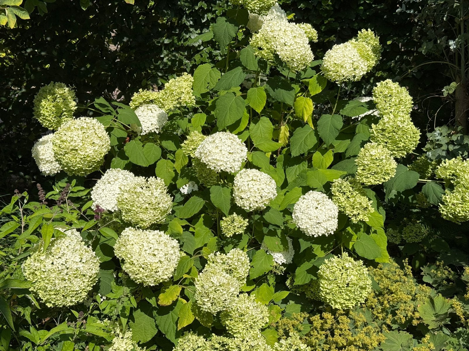 Hortensia Annebel, Tuin en Terras, Vaste plant, Halfschaduw, Zomer, Ophalen