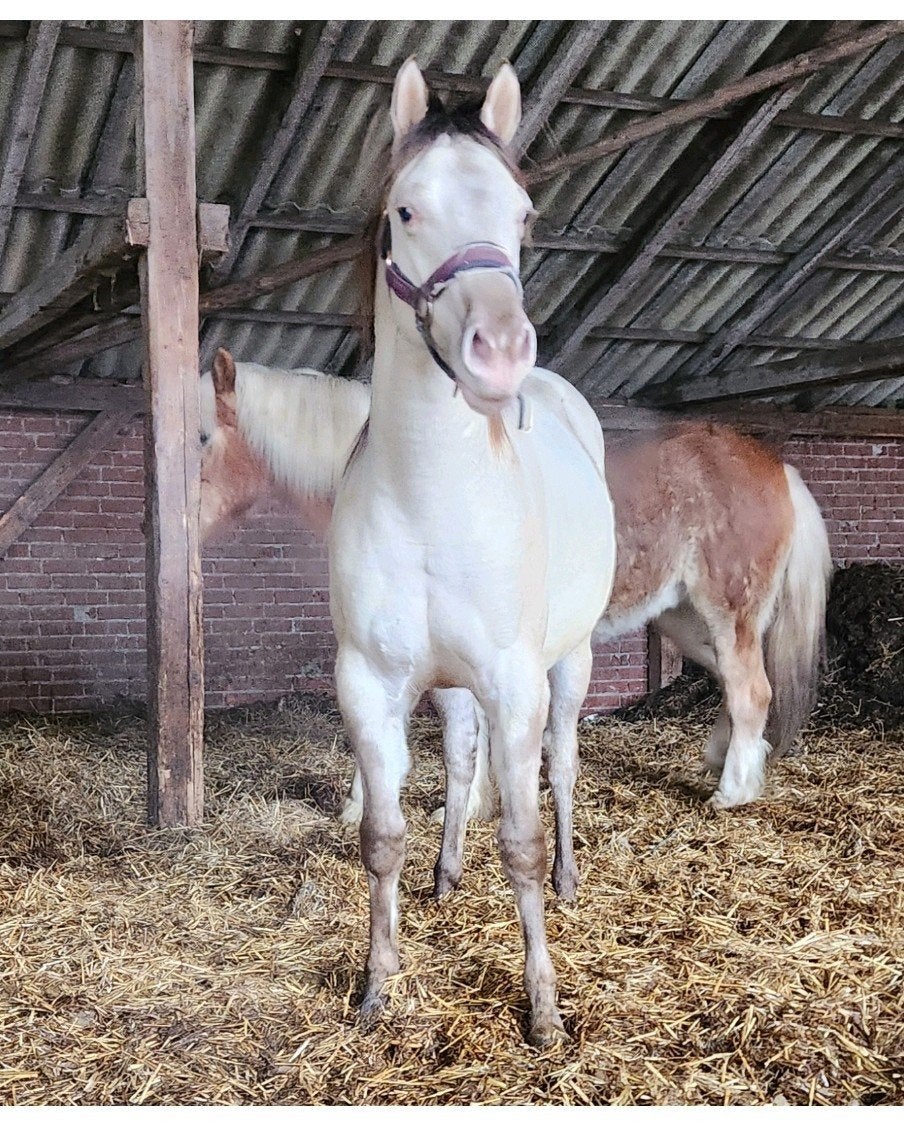 Quarter Horse, Hengst, Minder dan 160 cm, 0 tot 2 jaar