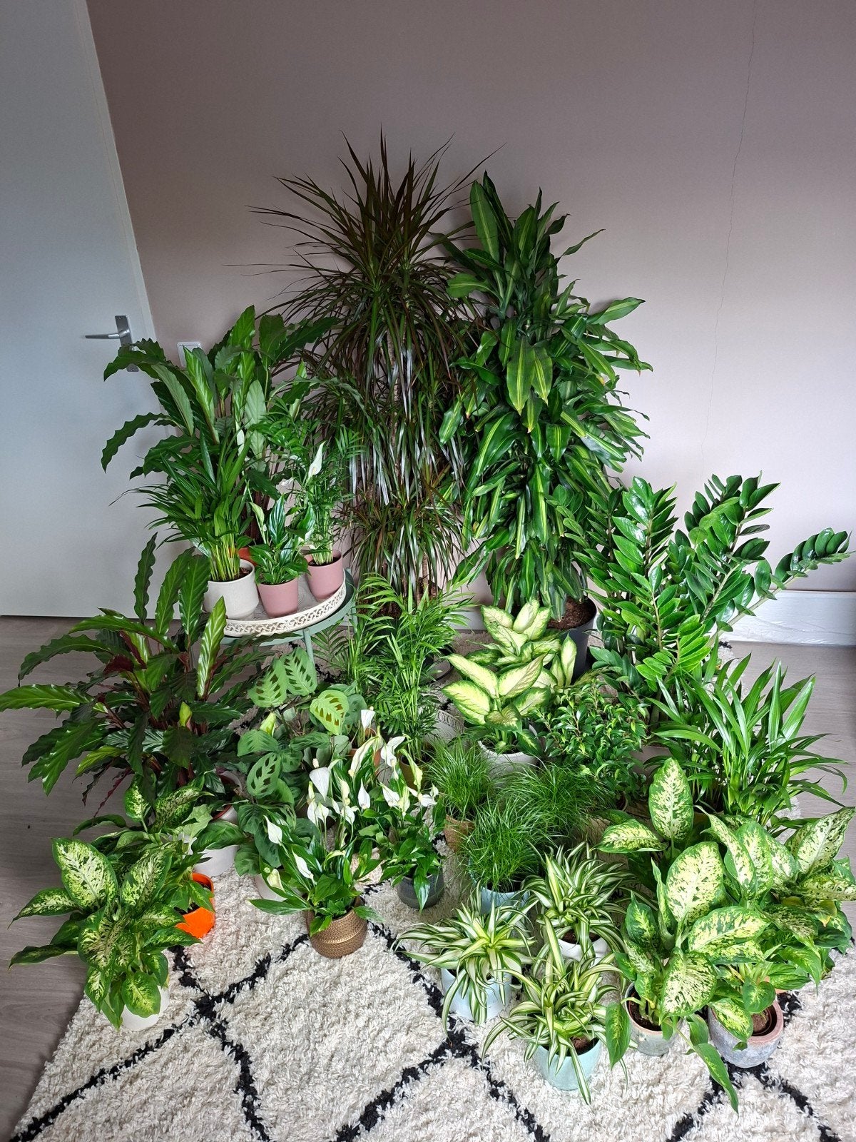 Kamerplanten Dieffenbachia Lepelplant Palm Yucca Ficus ZZ, Ophalen, Overige soorten, Halfschaduw, In pot