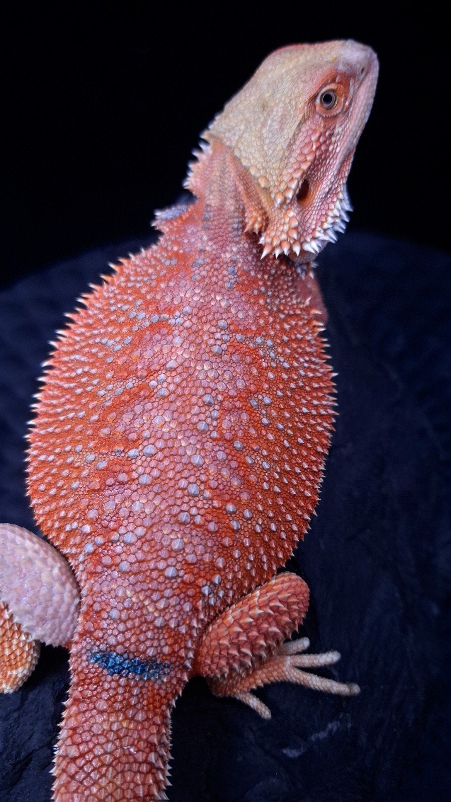 Baardagaam Mannen Red Hypo Blue Bar Bearded Dragon photo 19