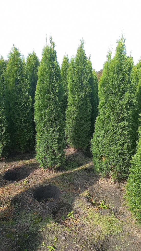 Mooie volle haagconiferen thuja smaragd 100 cm tot 225 cm, Ophalen of Verzenden, Conifeer, 100 tot 250 cm