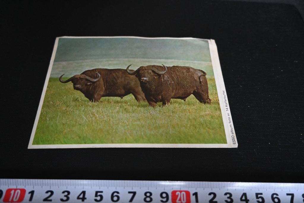sticker esso album dieren #14 kafferbuffel, Verzamelen, Ophalen, Zo goed als nieuw