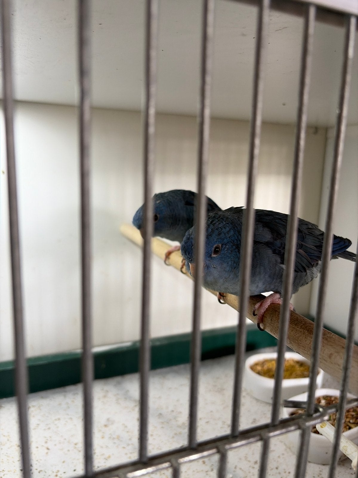 Koppel d turquise Catharina parkieten, Geringd