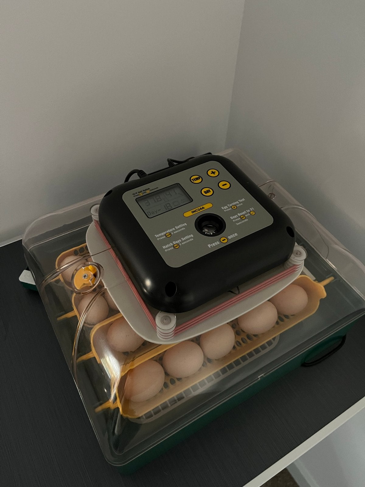 Broedservice 🥚🐣, Dieren en Toebehoren, Pluimvee, Kip, Meerdere dieren