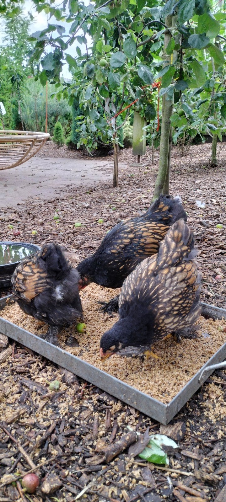 Brahma hennen goud gezoomd, Dieren en Toebehoren, Pluimvee