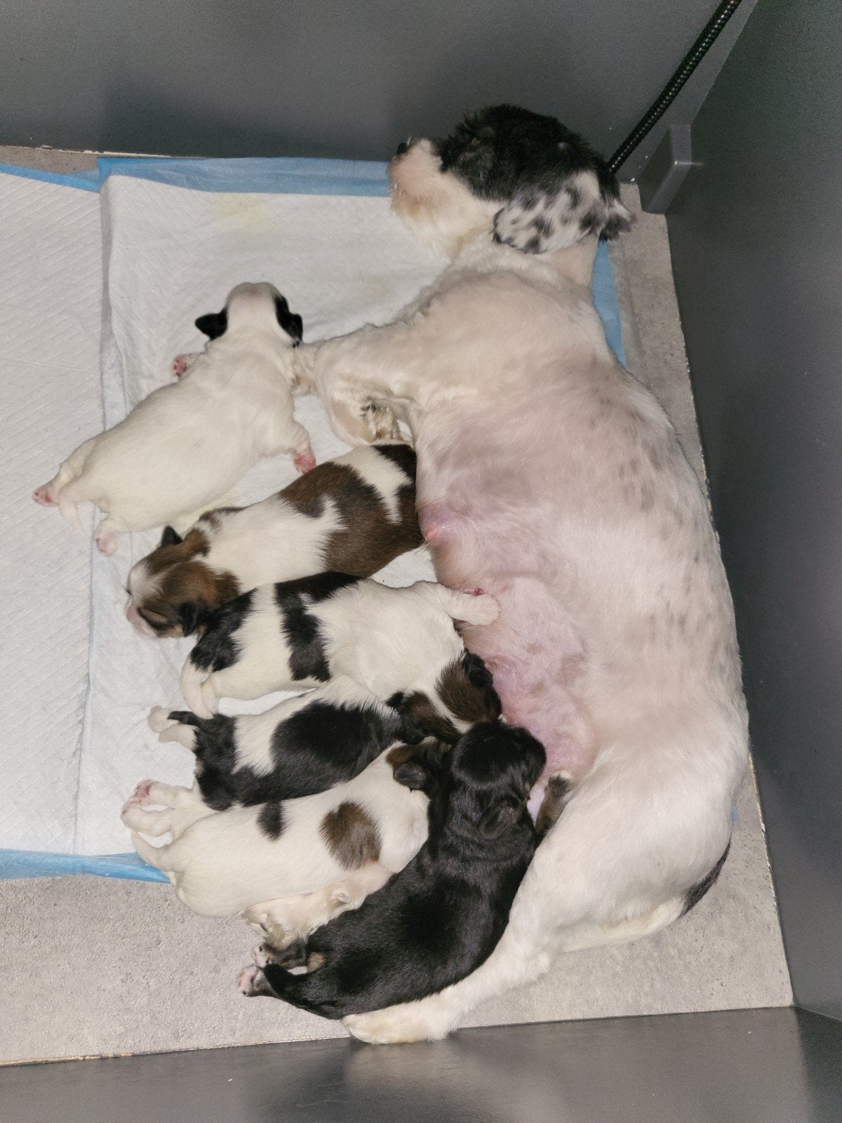 Boomer = shih tzu - maltezer, Overige rassen, 8 tot 15 weken, Meerdere, Meerdere dieren
