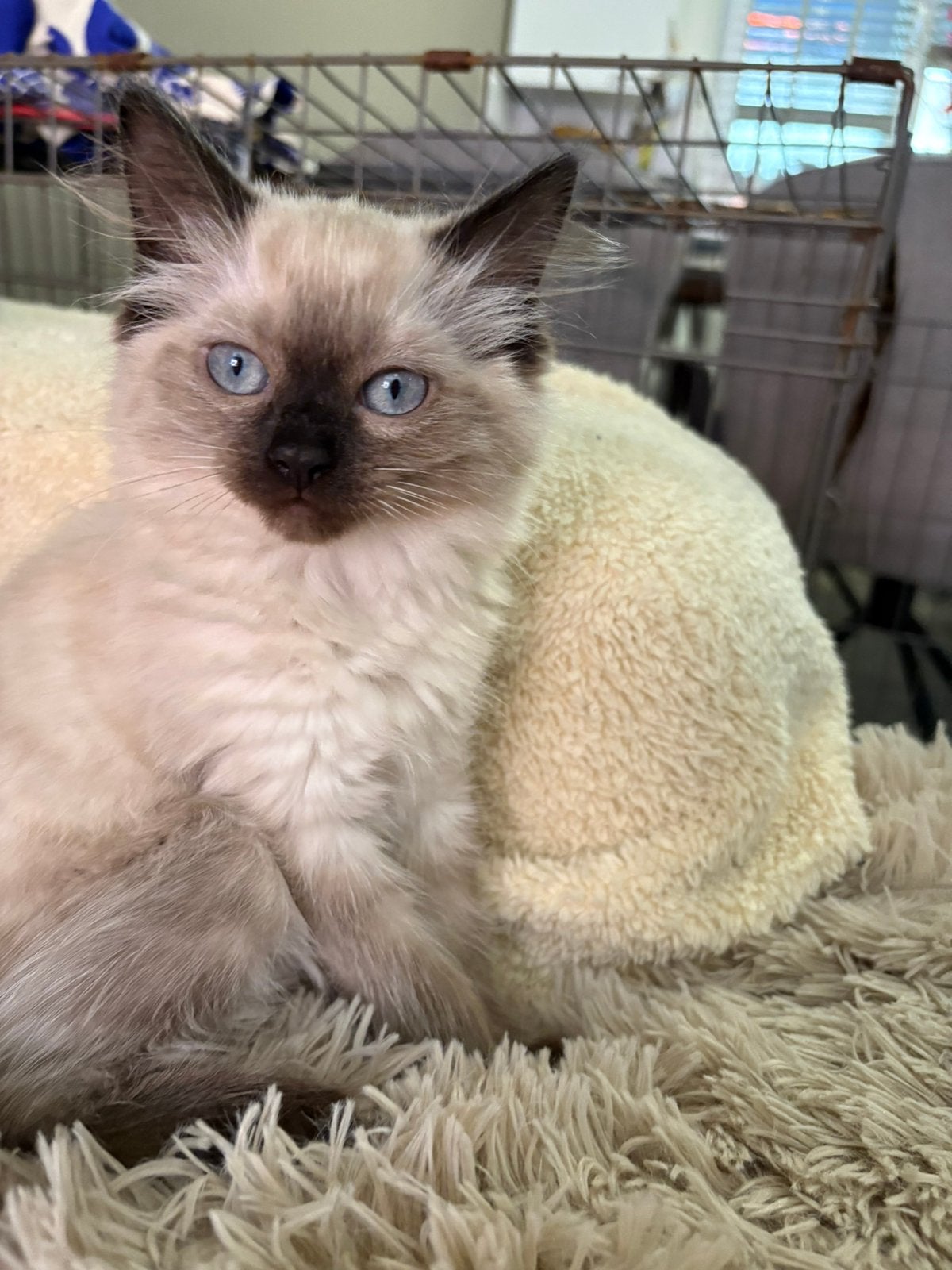 Super Mooie Ragdoll kittens️, Dieren en Toebehoren, Meerdere dieren