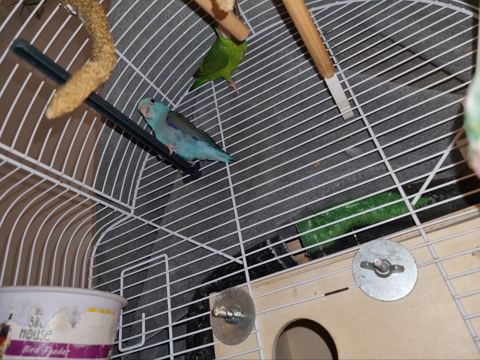 Koppel Forpussen , beide van 2024, Meerdere dieren, Dwergpapegaai of Agapornis